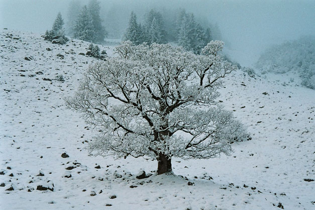 Winter.AI.AR.2003.12.20.002
