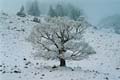 Winter.AI.AR.2003.12.20.002
